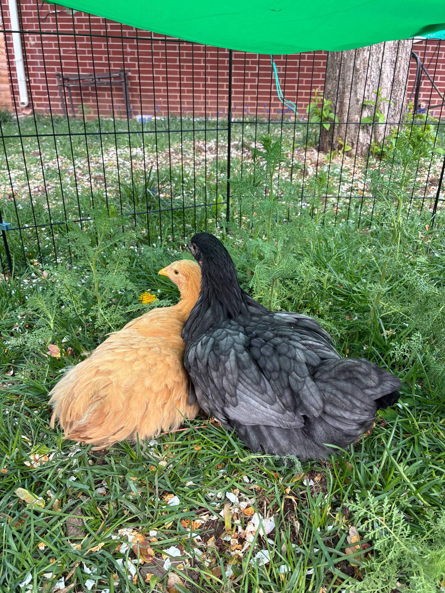 Premium PFAS Monitoring Subscription - COMING SOON