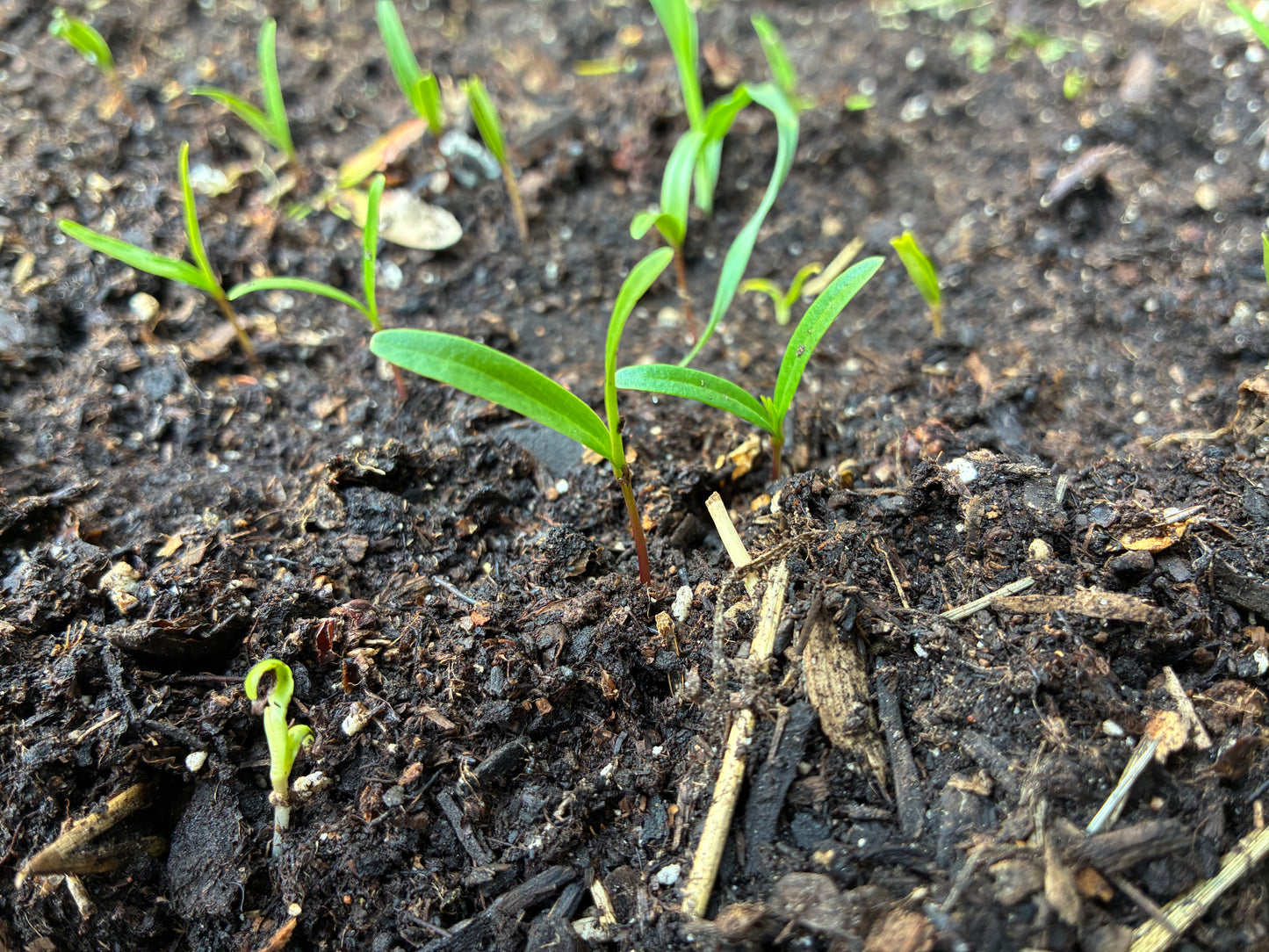 SoilGuard PFAS Analysis