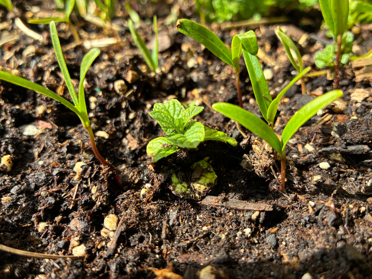 SoilGuard PFAS Analysis
