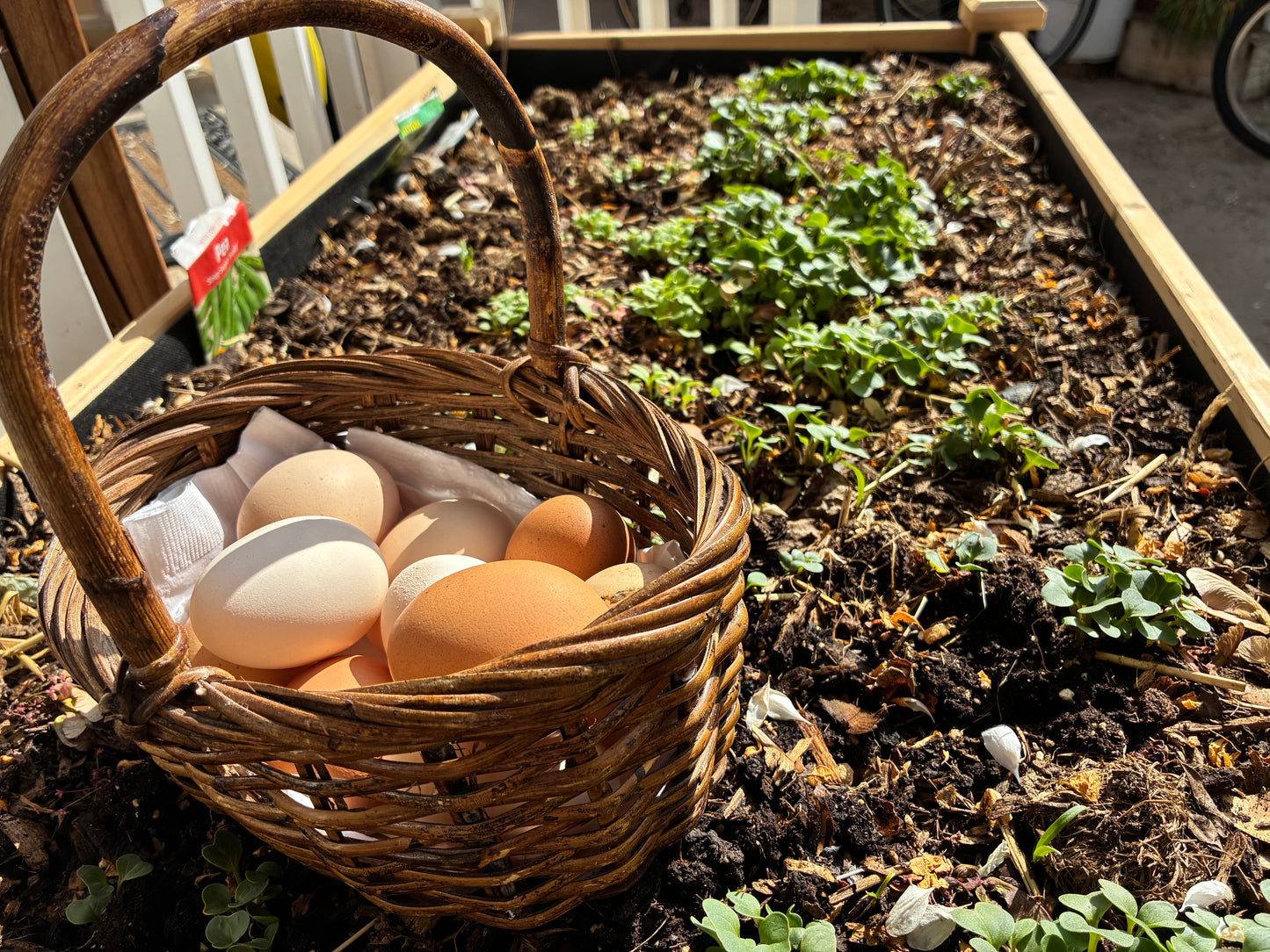 Egg & Soil Duo PFAS Bundle