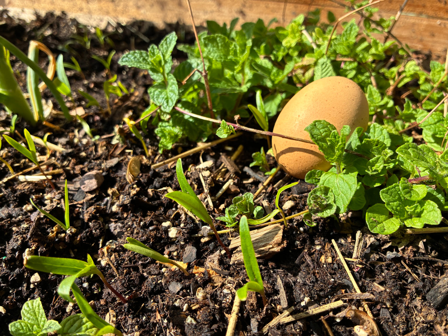 Egg & Soil Duo PFAS Bundle