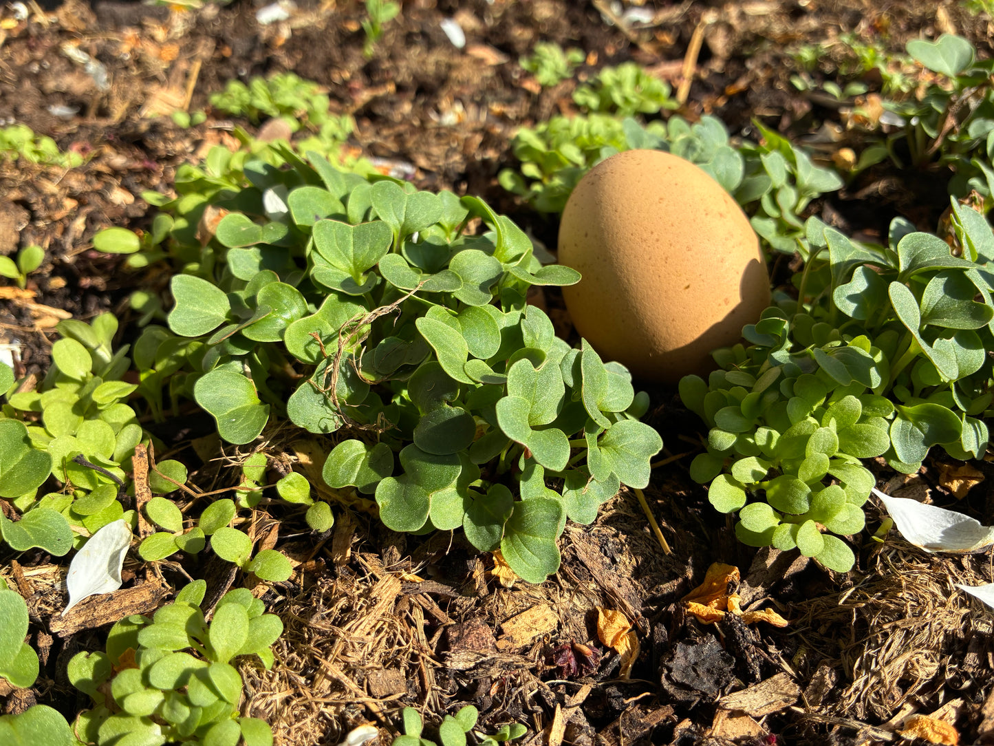 Egg & Soil Duo PFAS Bundle
