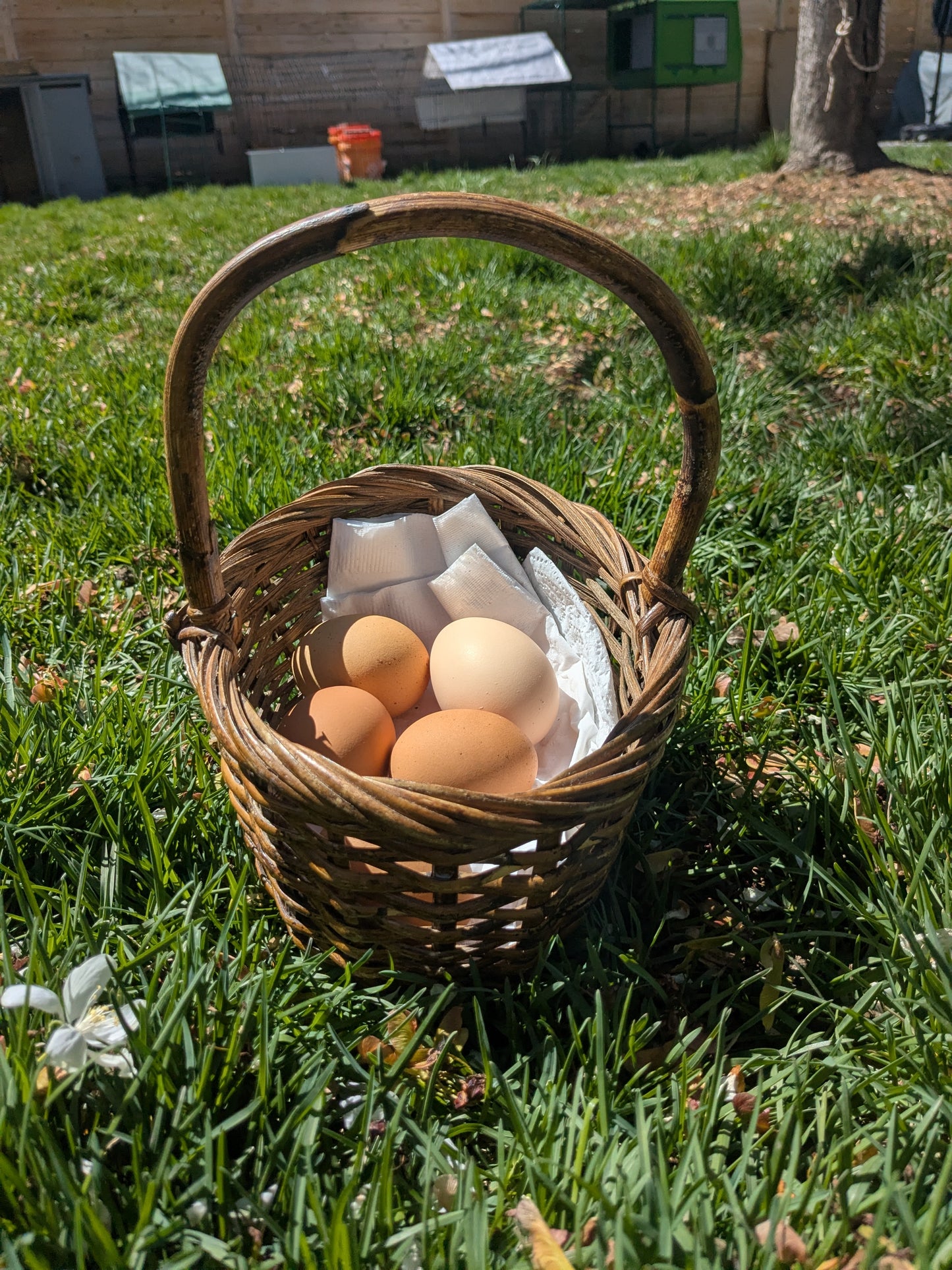EggSafe PFAS Test Kit
